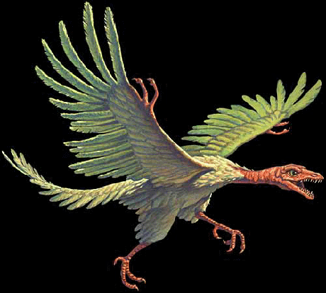 Archaeopteryx reconstruction