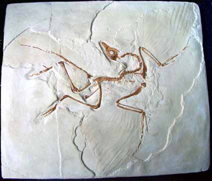 Archaeopteryx remains