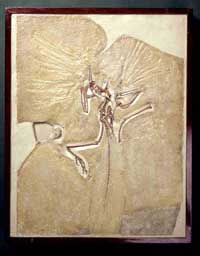 Archaeopteryx - the first known bird