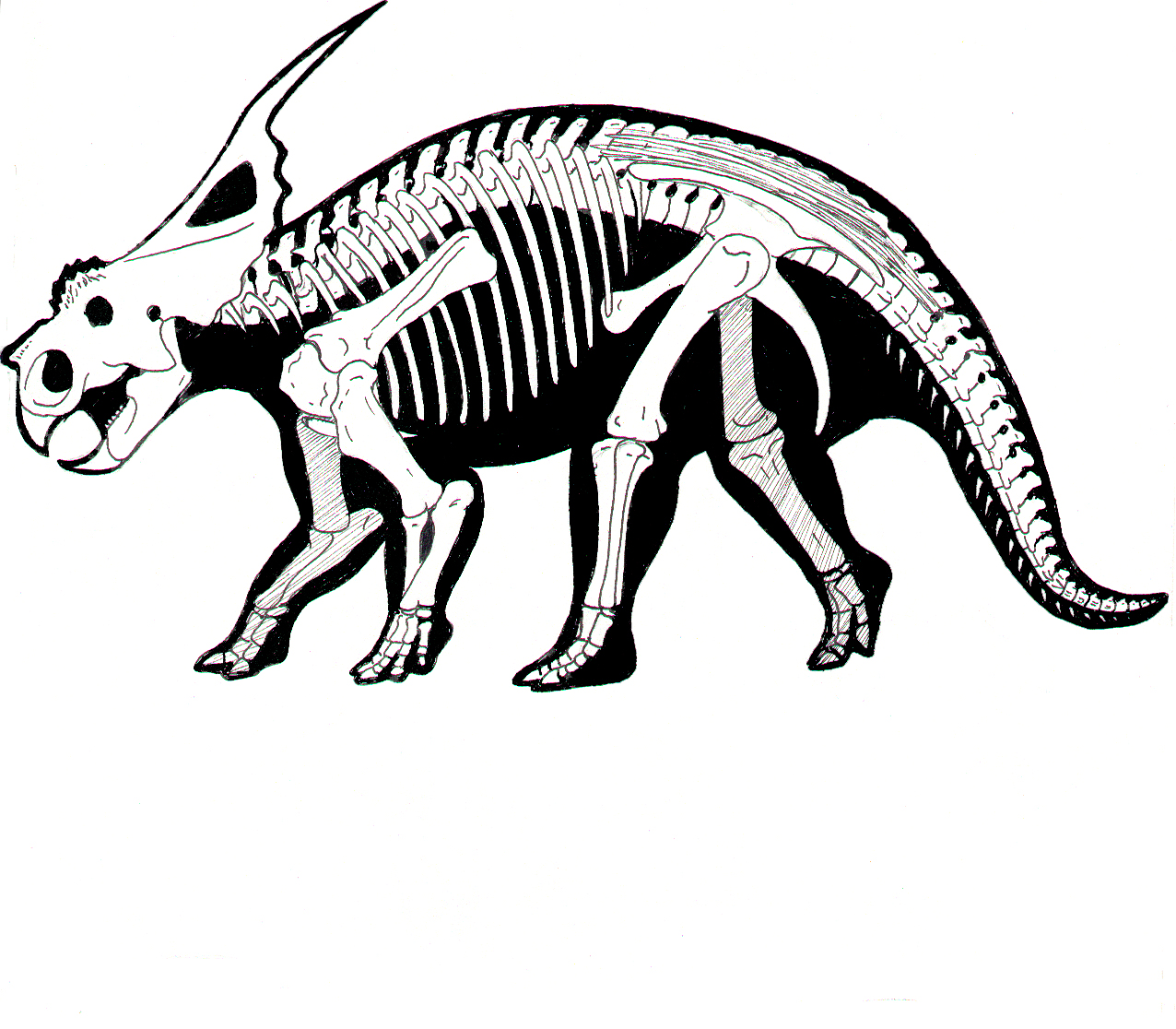 Achelousaurus skeleton