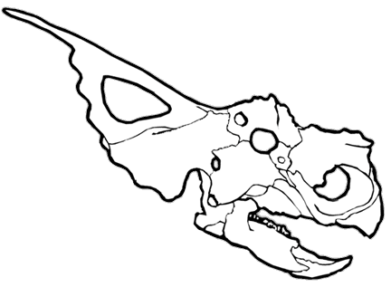 Achelousaurus skull