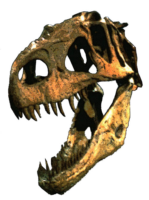 Afrovenator skull
