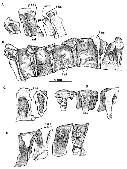 Agustinia vertebra