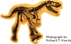 view of the Albertosaurus' skeleton
