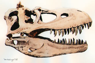 albertosaurus skull