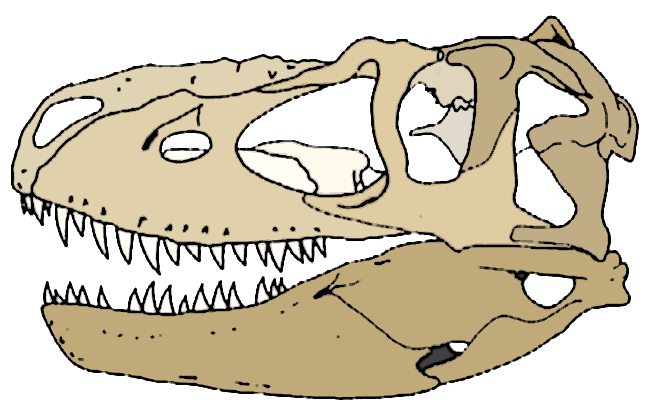 Albertosaurus skull