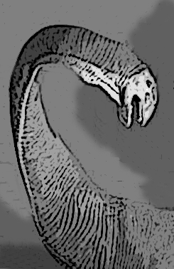 Algoasaurus head