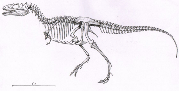 Alioramus skeleton