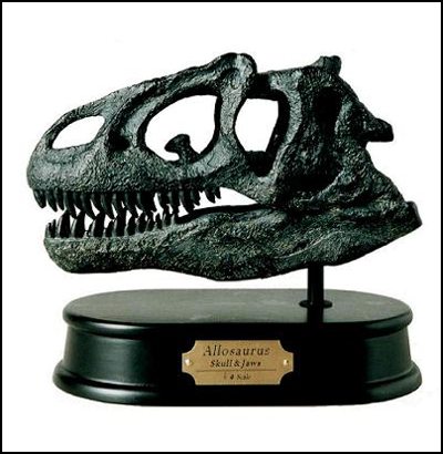 Allosaurus Skull Model Replica