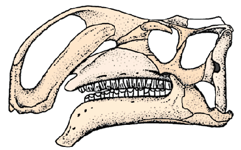 Altirhinus skull