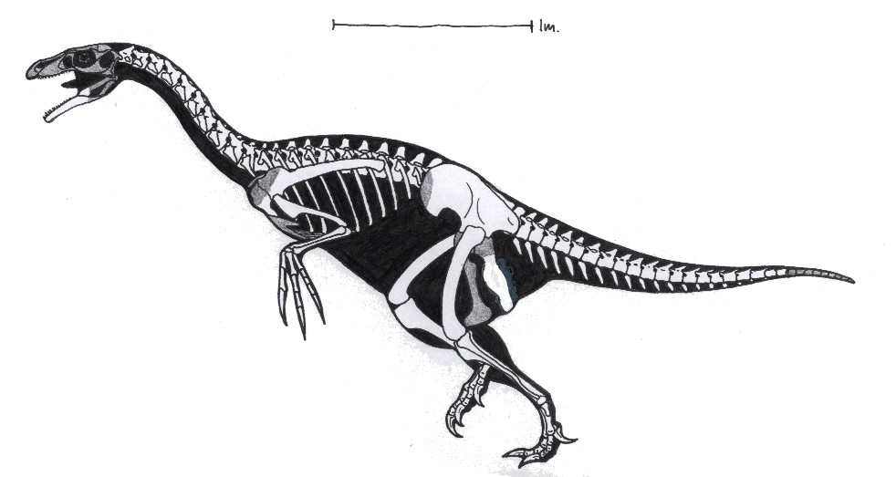 Alxasaurus elestaiensis skeleton