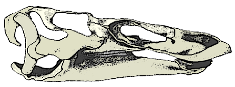 Anatotitan skull