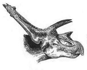 Anchiceratops head