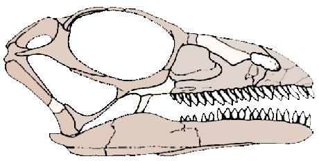 Anchisaurus skull