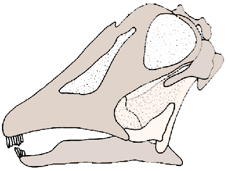 Antarctosaurus skull