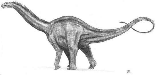 Apatosaurus shape