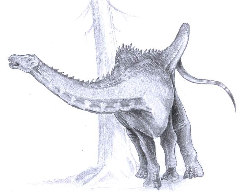 Apatosaurus (Brontosaurus) excelsus. (pencil, 2003)