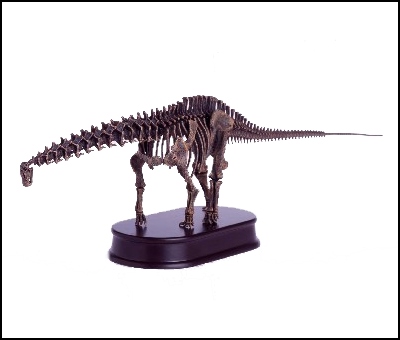 Agatosaurus Skeleton Model
