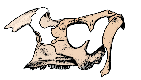 Aralosaurus skull