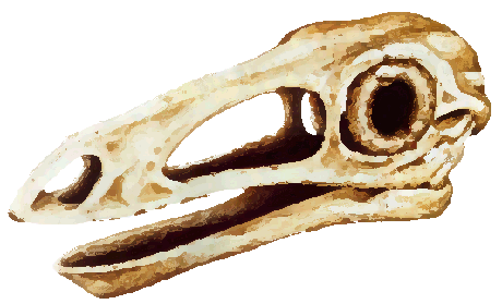 Archaeornithomimus skull