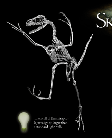 Bambiraptor clickable bones