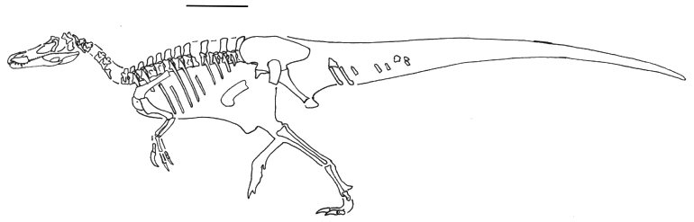 Baryonyx walkeri skeleton