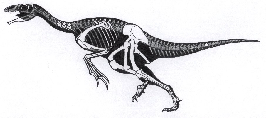 Beipiaosaurus skeleton