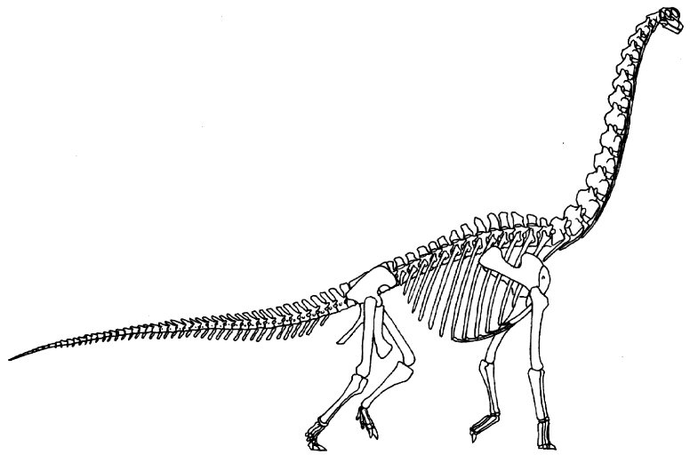 Brachiosaurus altithorax