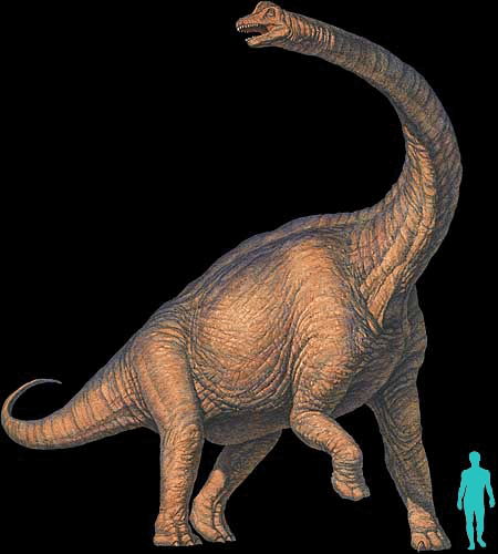 Brachiosaurus reconstruction