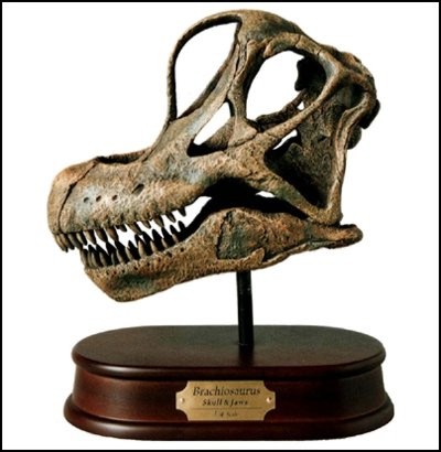 Brachiosaurus Skull Model Replica