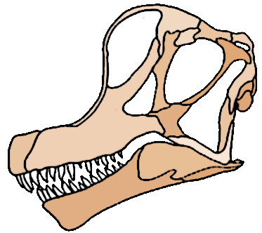 Brachiosaurus skull
