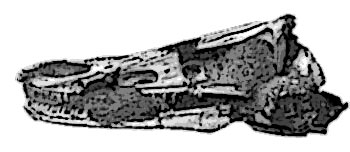 Byronosaurus skull