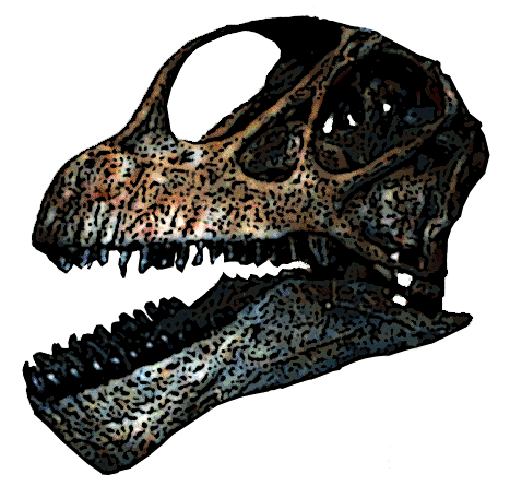 Camarasaurus skull