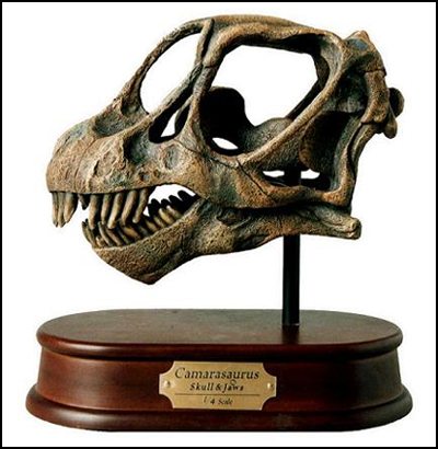 Camarasaurus Skull Model Replica