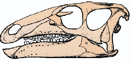 Camptosaurus skull