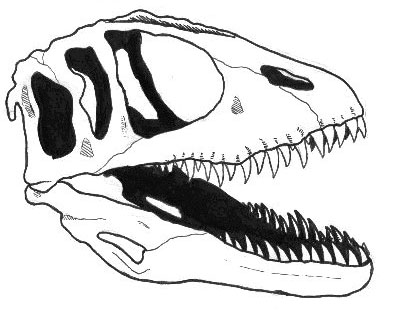 Carcharodontosaurus skull