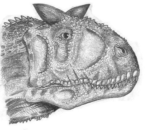 Carnotaurus head