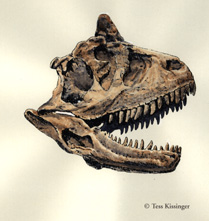 carnotaurus skull