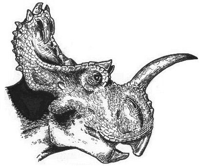Centrosaurus head