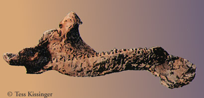 centrosaurus jaw