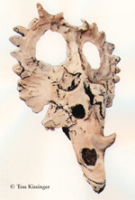 centrosaurus skull