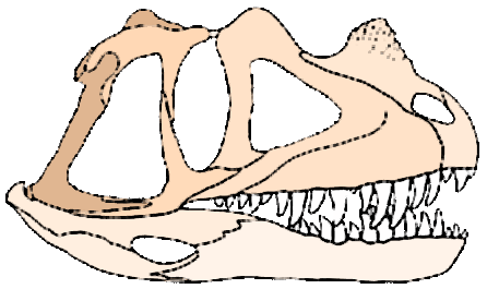 Ceratosaurus skull