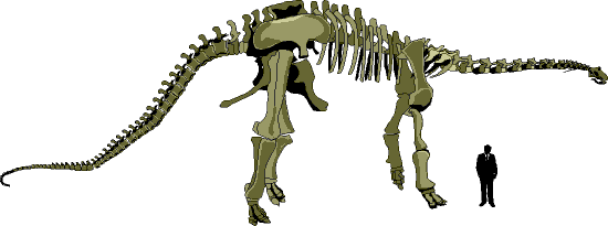 Cetiosaurus skeleton