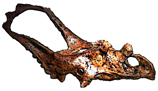 Chasmosaurus skull