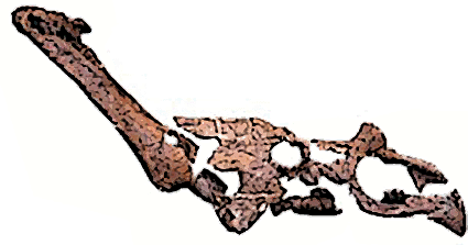 Chasmosaurus skull