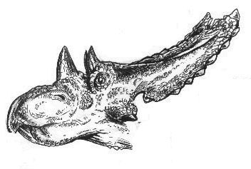 Chasmosaurus head