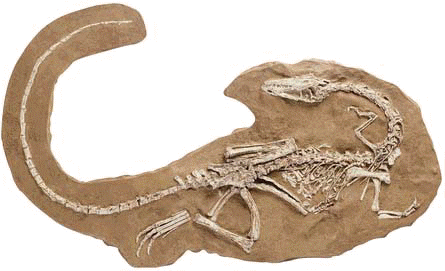Coelophysis skeleton