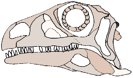 Coloradia skull