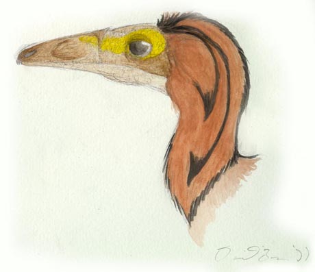 Compsognathus head