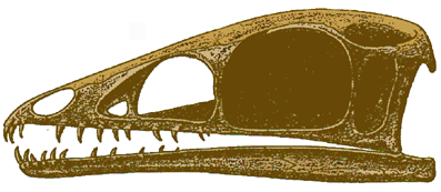 Compsognathus skull